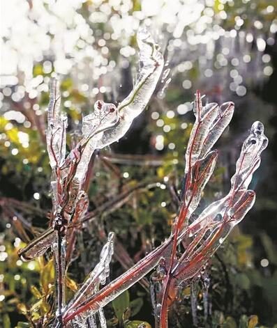 -2.2℃ 花都山区树木挂冰凌