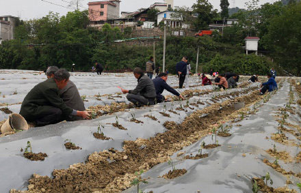 小花朵 大产业 36万株金丝黄菊促增收