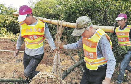 杭金衢高速98亩珍贵苗木迁移